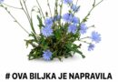 Cikorija se vijekovima koristi u narodnoj medicini: Evo šta naučna istraživanja govore o njenim mogućim koristima